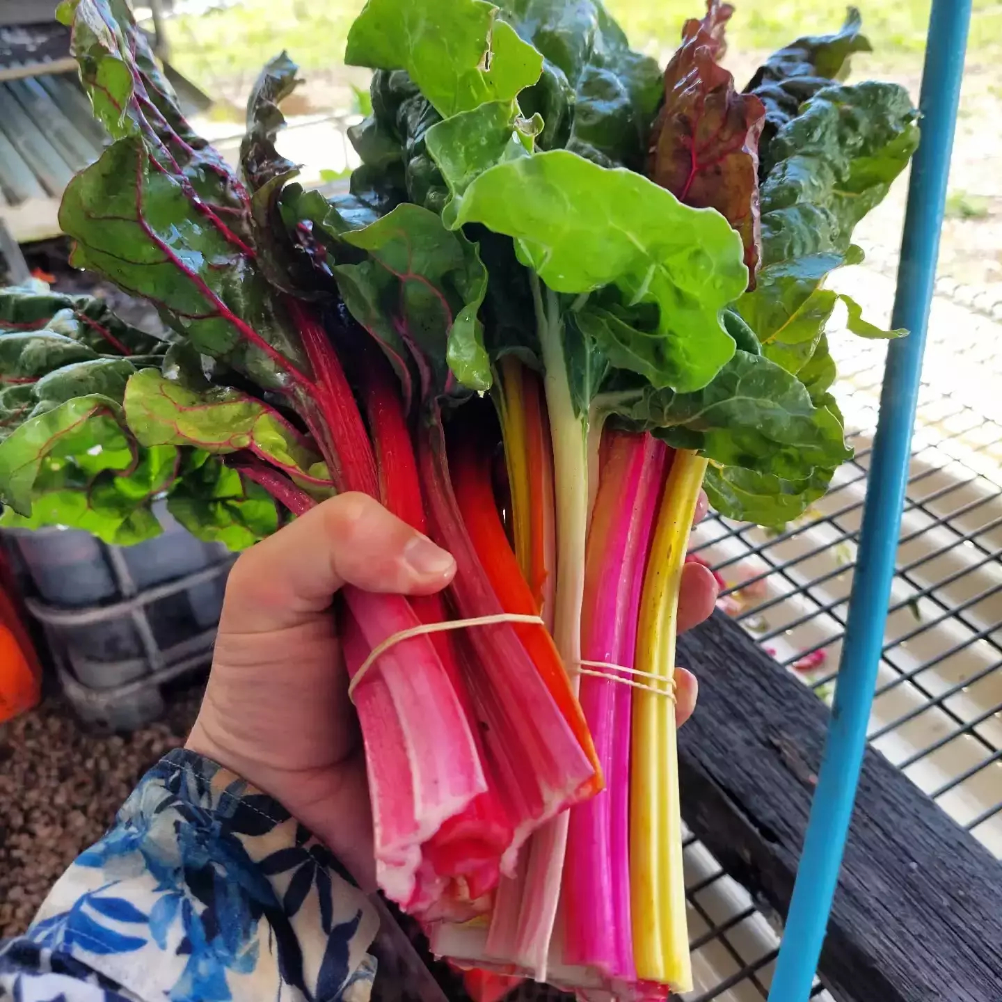 Auto-generated description: A person is holding a colourful bunch of rainbow chard with vibrant pink, yellow, and green stalks.