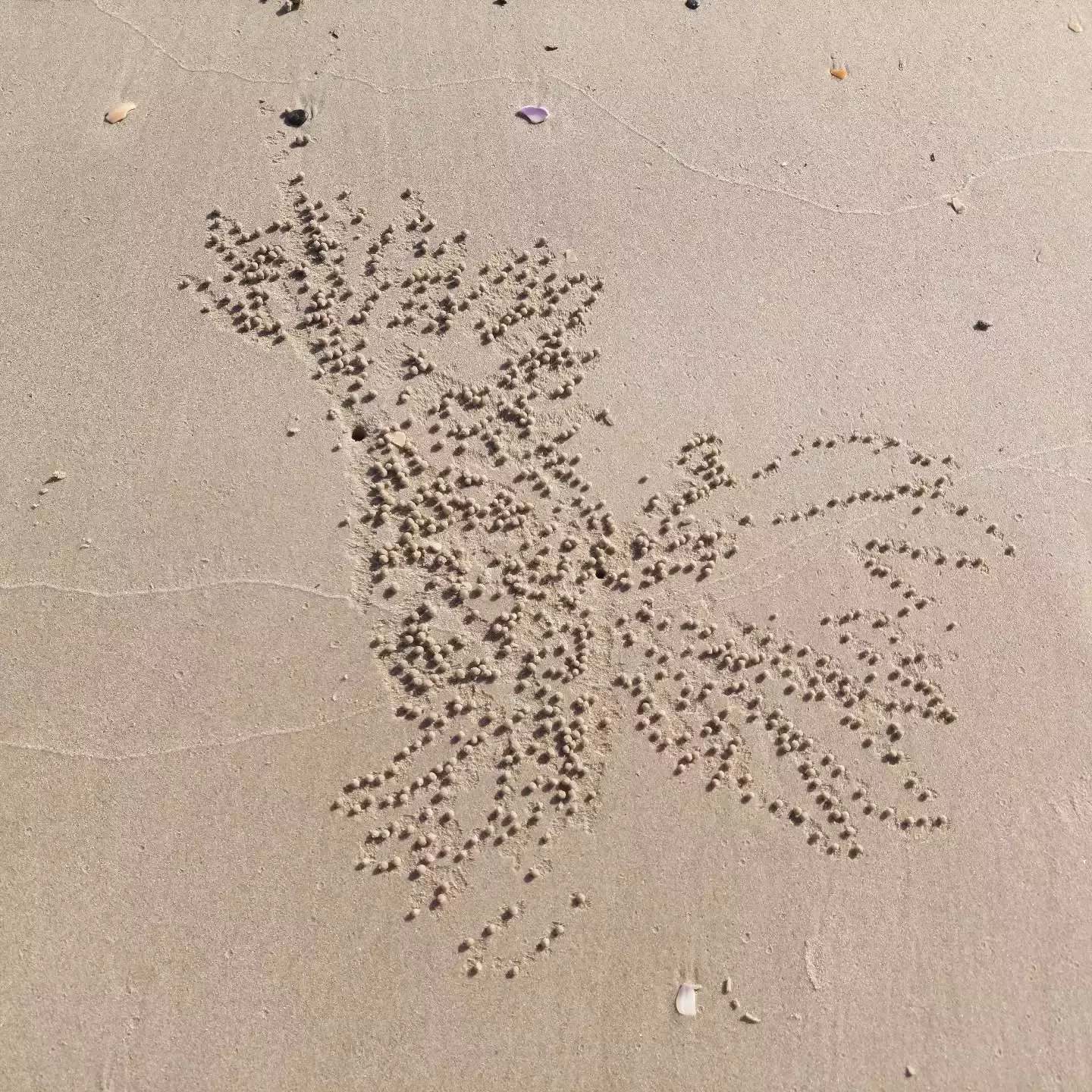 Auto-generated description: Patterns in the sand that resemble a cockatoo, created by small balls of sand, likely made by sand bubbler crabs.