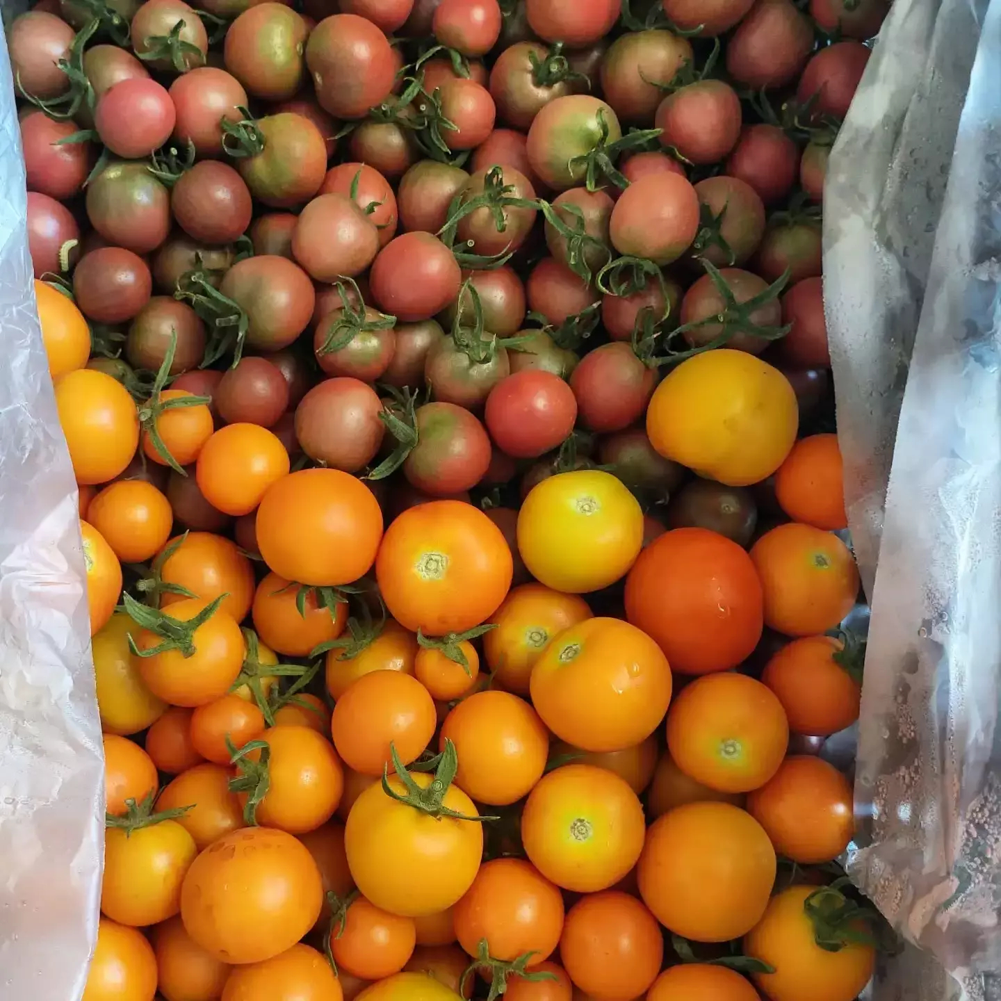 Auto-generated description: A colourful assortment of fresh tomatoes, featuring both small red and larger orange varieties, is displayed on a surface.