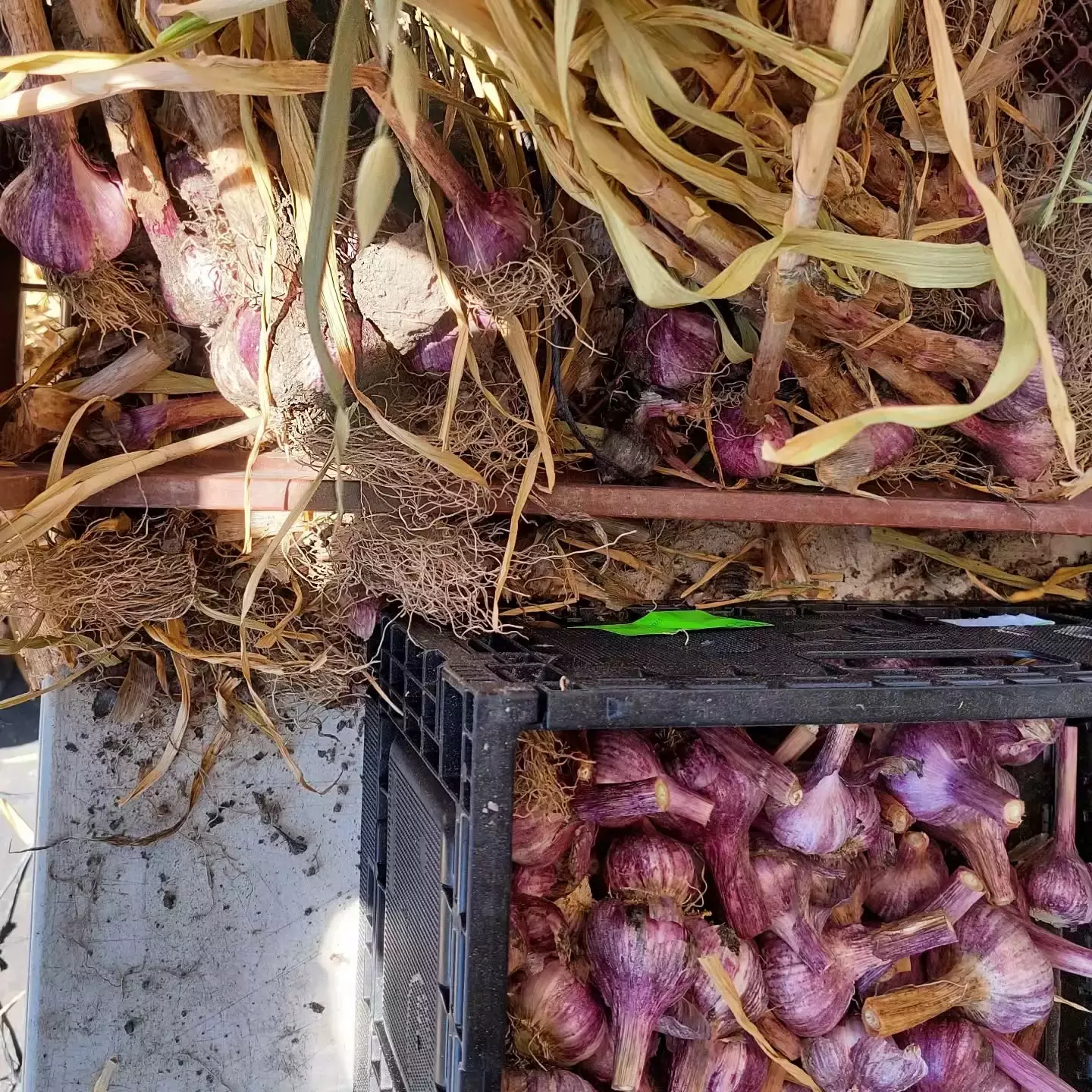 Auto-generated description: Freshly harvested garlic with roots and stems is piled in a basket for drying.