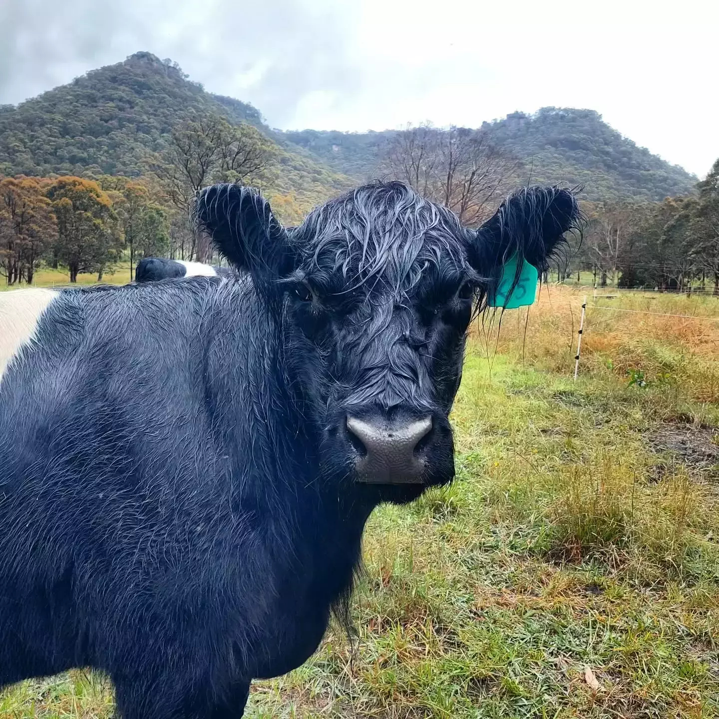 Auto-generated description: A black cow standing in a grassy field with trees and hills in the background.