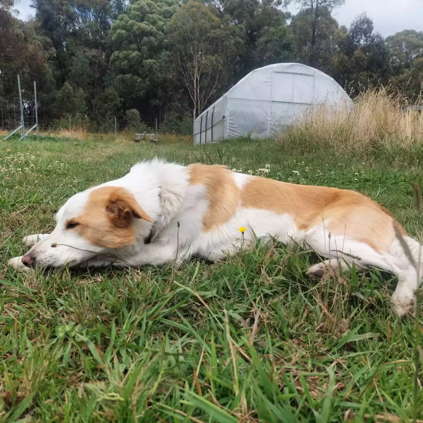 Auto-generated description: A dog is lying on the grass in a field with a greenhouse in the background.