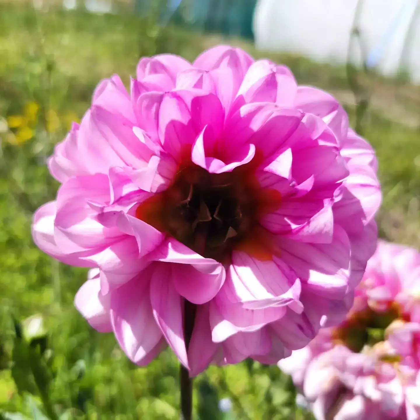 Auto-generated description: A close-up of a vibrant pink dahlia flower blooming in a garden.