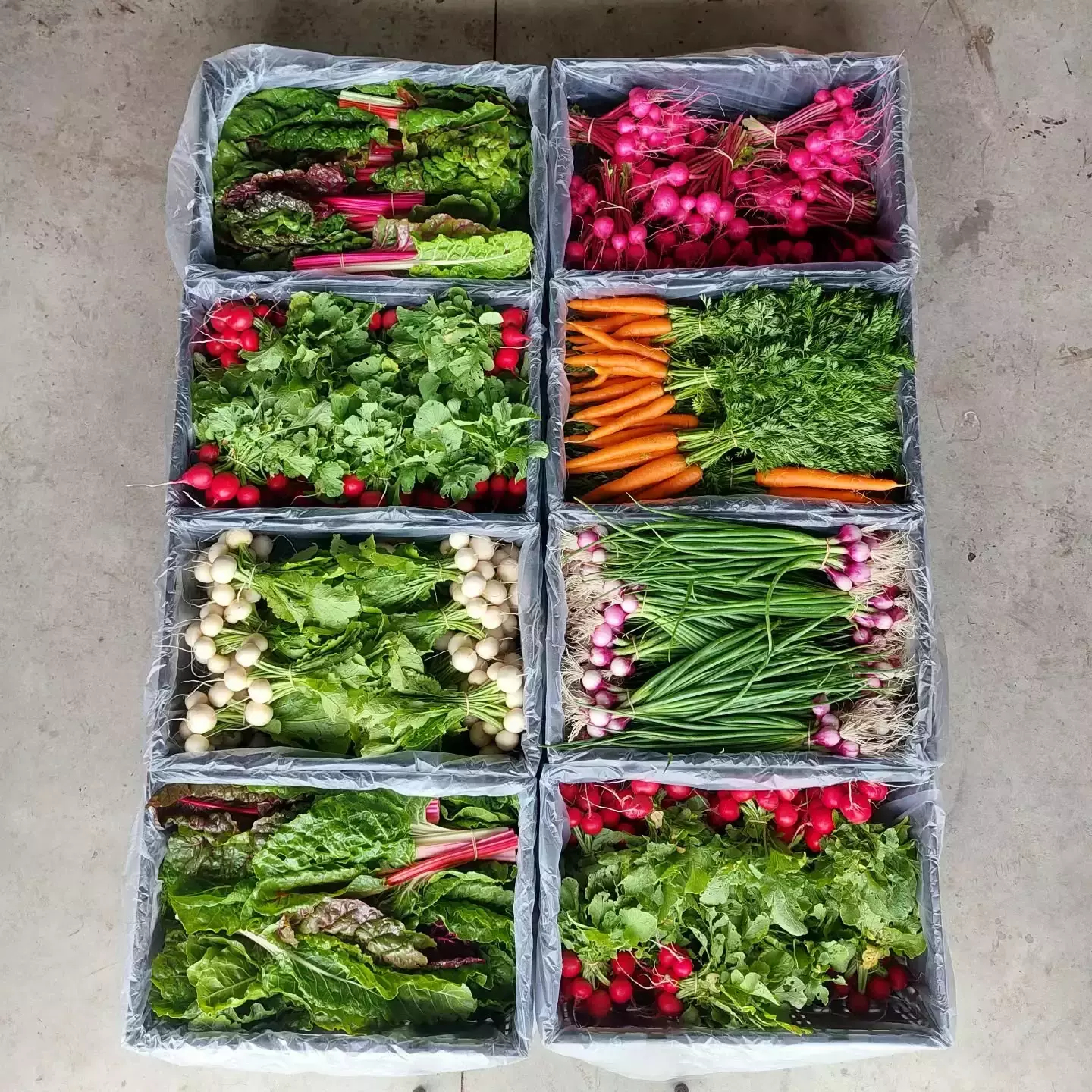 Auto-generated description: Crates filled with a colourful assortment of fresh vegetables, including leafy greens, radishes, carrots, and spring onions, are neatly arranged.