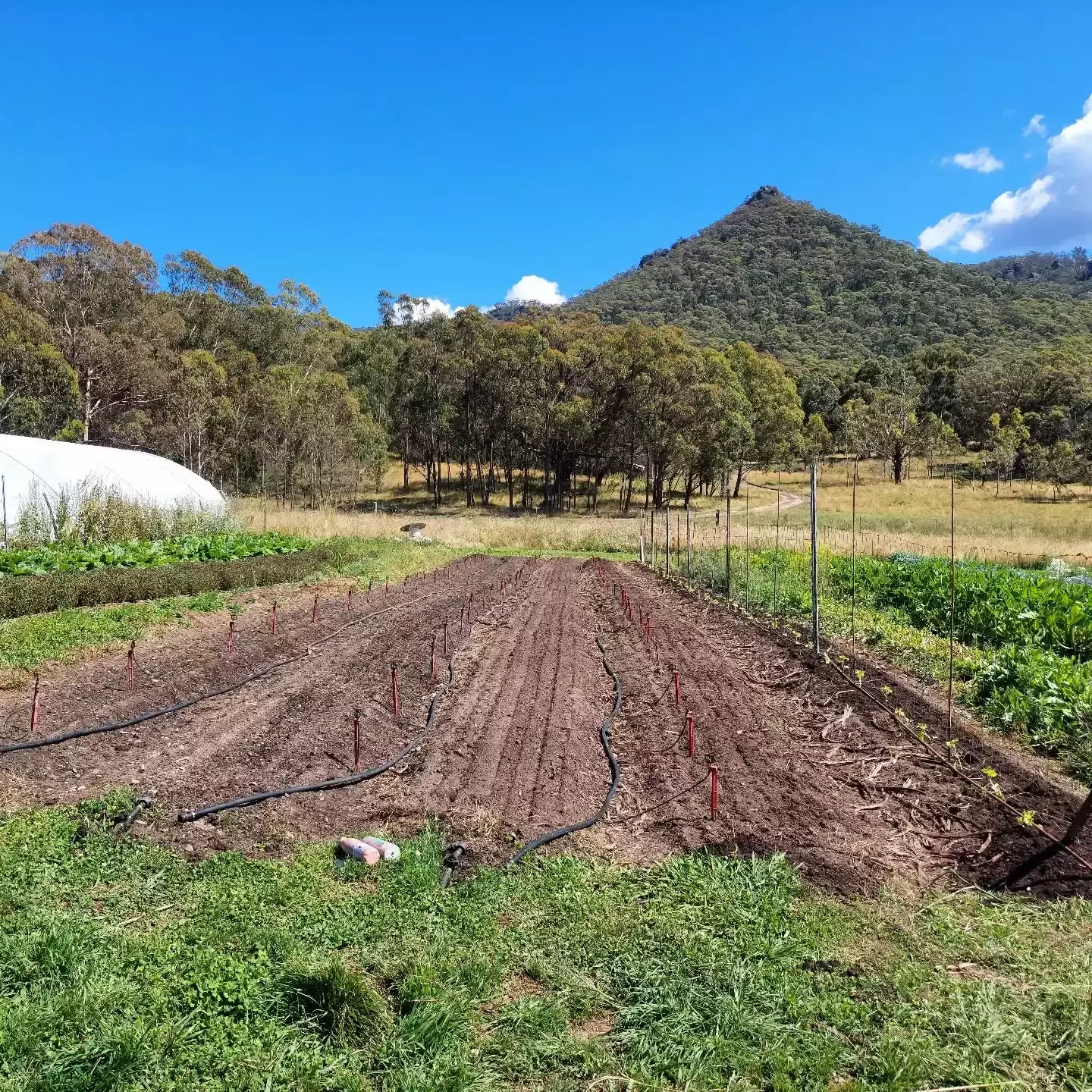 Auto-generated description: A neatly ploughed field with irrigation hoses is surrounded by green crops and framed by trees and a distant hill under a partly cloudy sky.