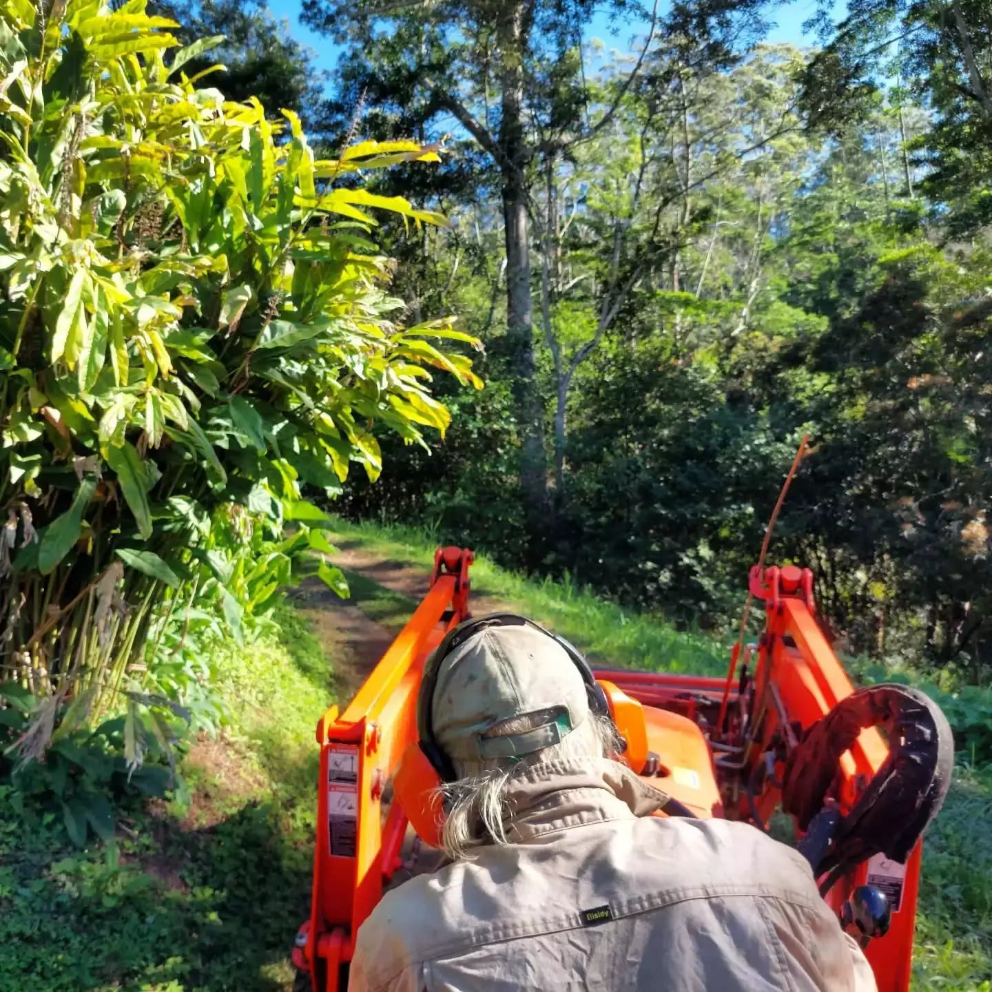 Auto-generated description: A person wearing a hat is operating an orange tractor on a narrow dirt path surrounded by lush green foliage and trees.