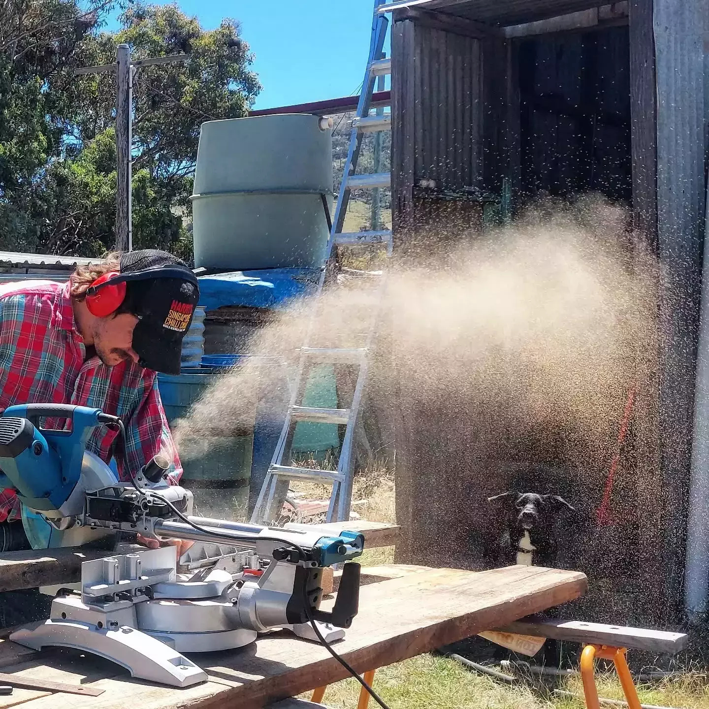 Auto-generated description: A person is using a circular saw on wood, producing a cloud of sawdust, while a dog stands nearby in front of a wooden shed.