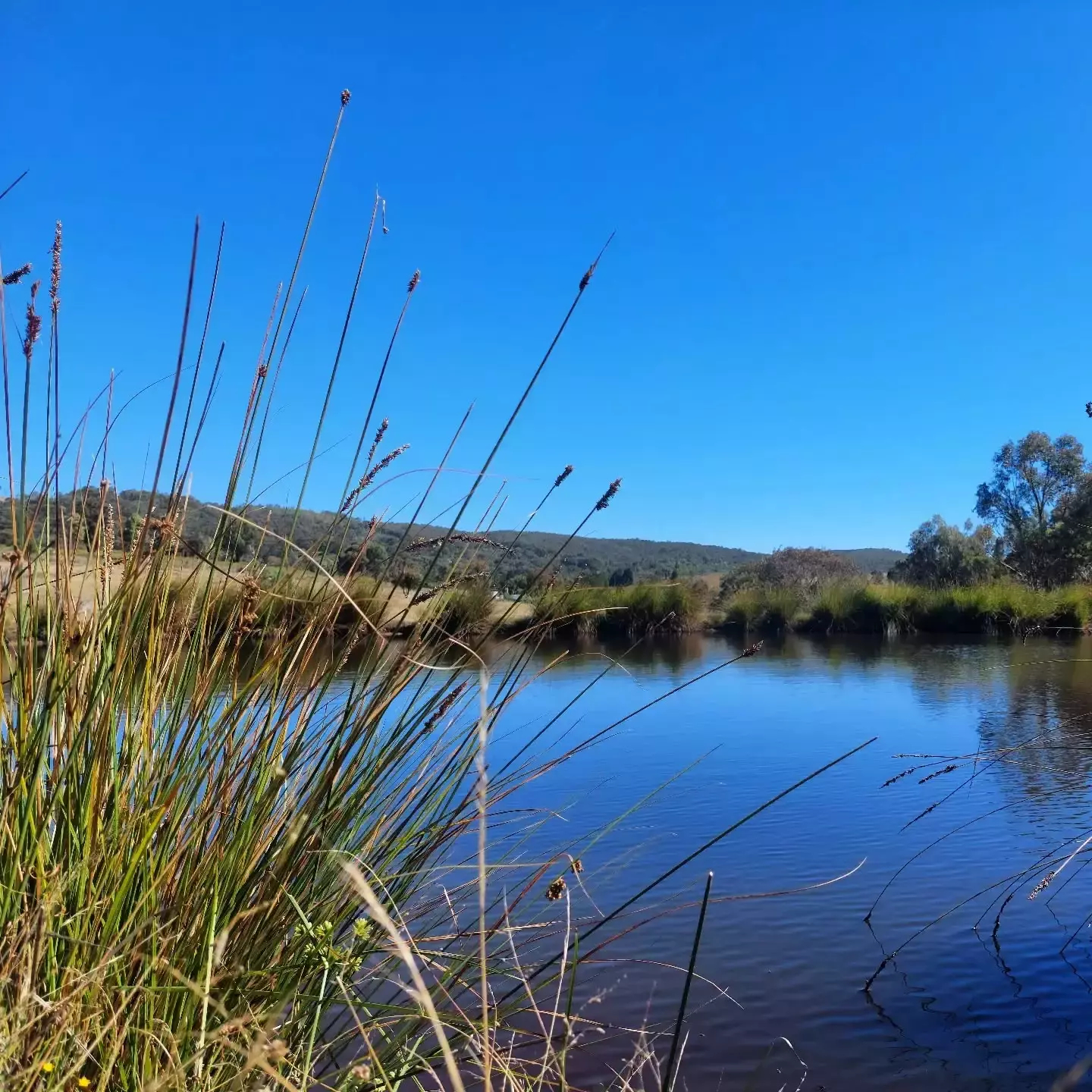 Auto-generated description: A tranquil landscape features a calm river reflecting the clear blue sky, surrounded by tall grasses and distant trees.