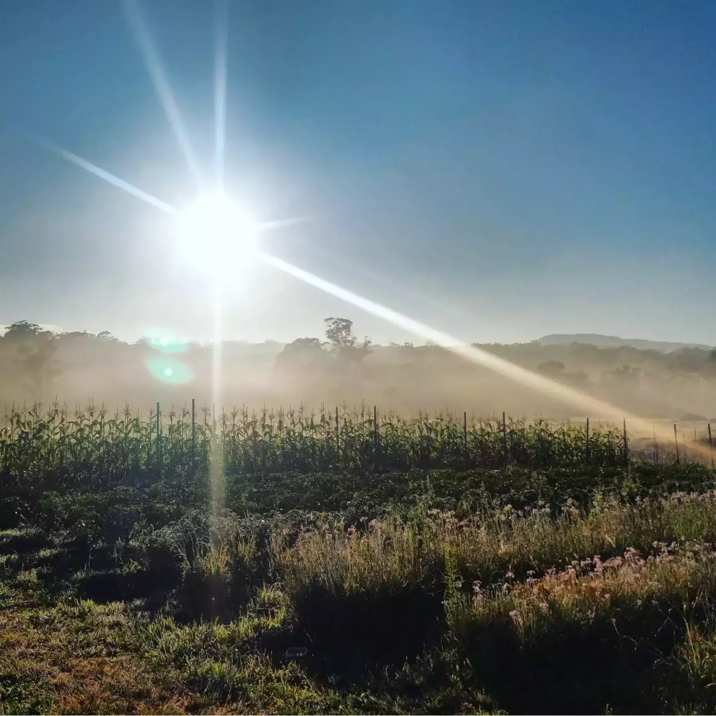 Auto-generated description: A bright sun shines over a misty field with distant trees and mountains.
