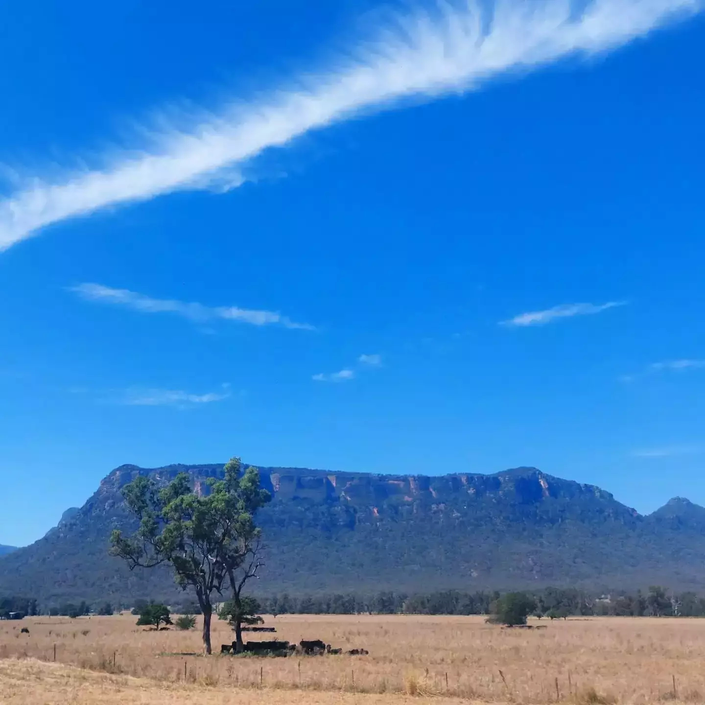 Auto-generated description: A vast landscape features a solitary tree in a dry field, with a mountainous backdrop and a striking wisp of white clouds in a clear blue sky.