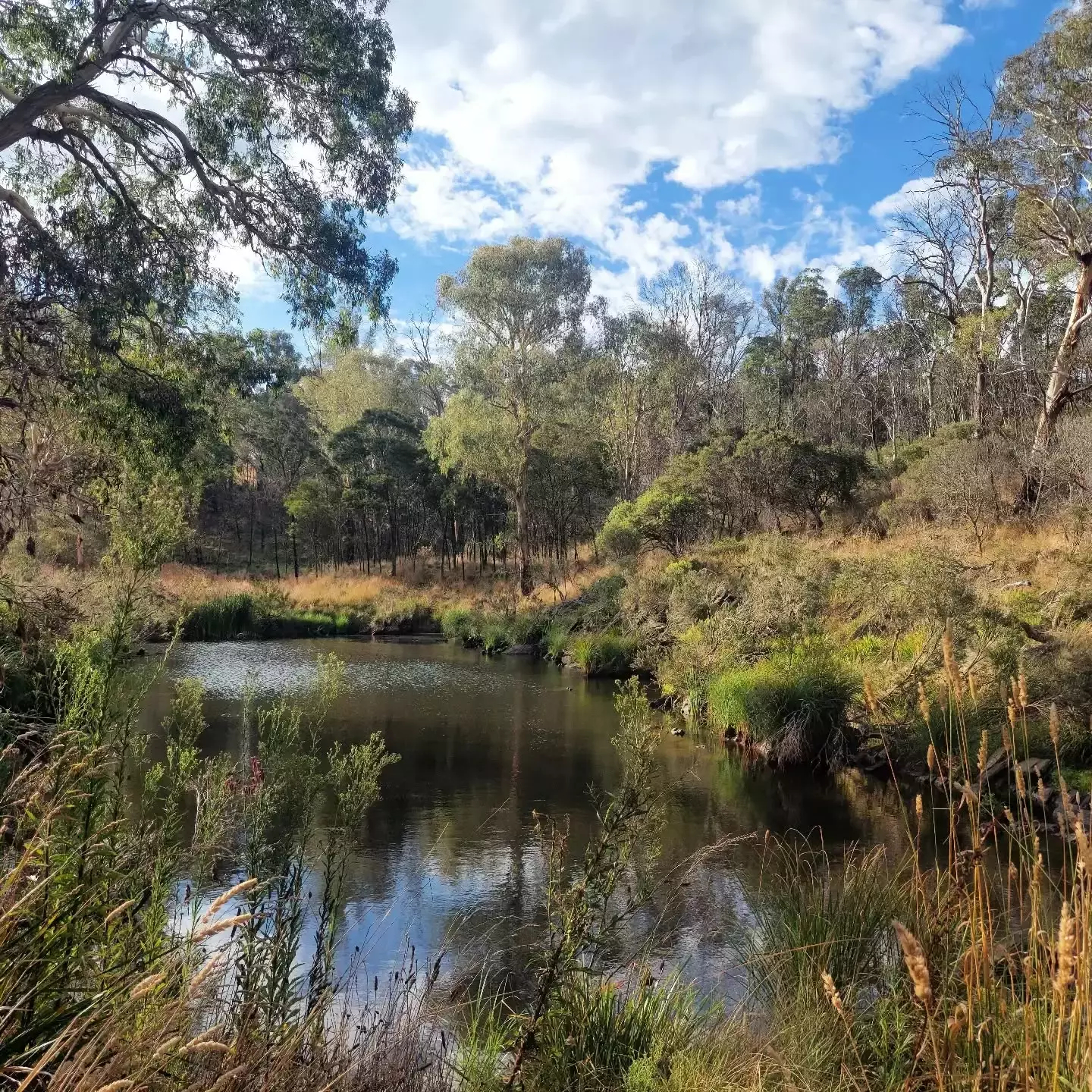 Auto-generated description: A serene pond is surrounded by lush vegetation and tall trees under a partly cloudy sky.