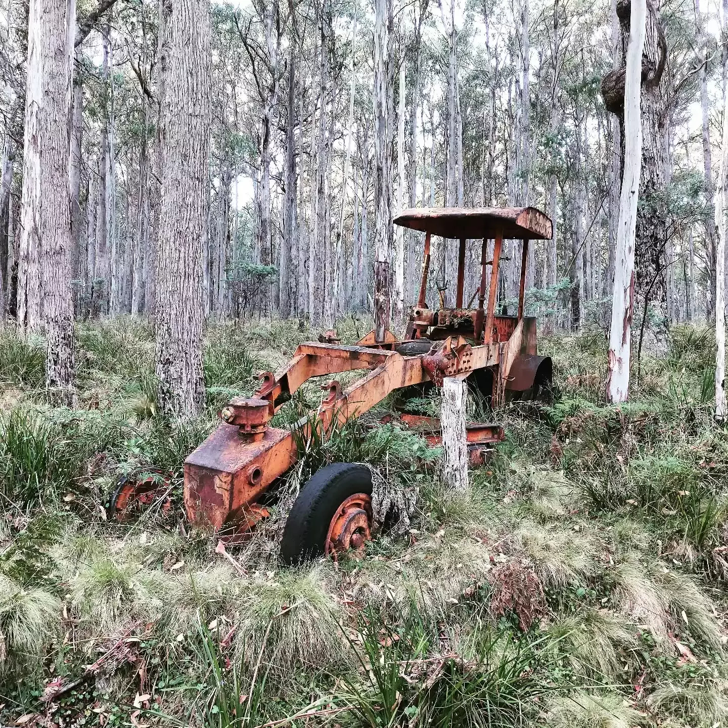 Auto-generated description: An old, rusted piece of industrial machinery is surrounded by tall, dense trees and vegetation in a forest setting.