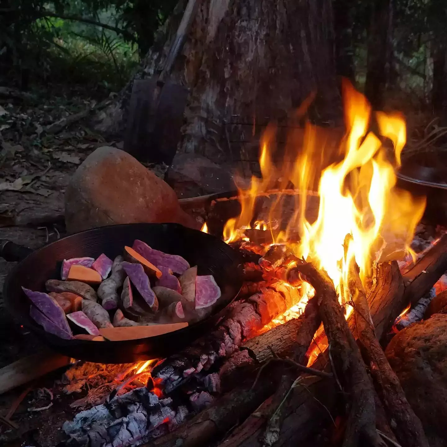Auto-generated description: A campfire burns with logs and sweet potatoes being cooked in a pan over the flames.