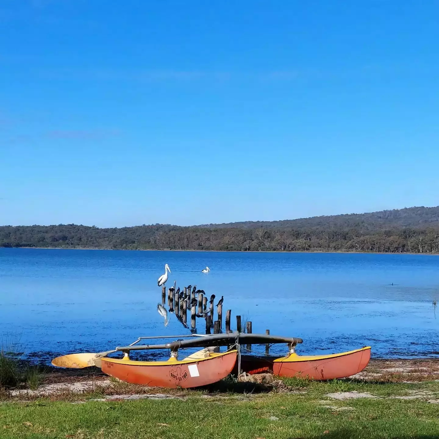 Auto-generated description: A tranquil lakeside scene features two moored canoes, a heron on a submerged structure, and a serene landscape under a clear blue sky.