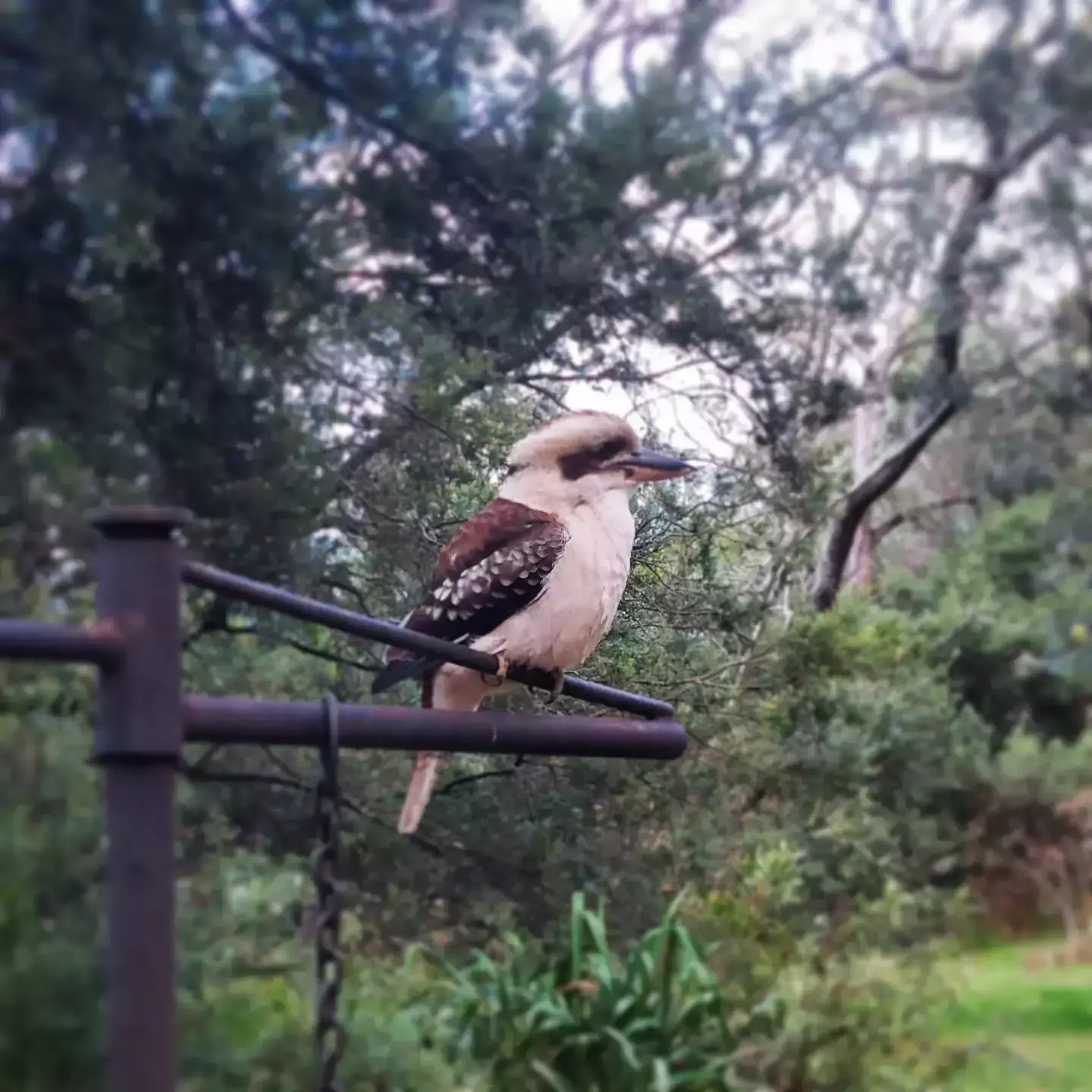 Auto-generated description: A kookaburra is perched on a metal bar, surrounded by lush greenery.