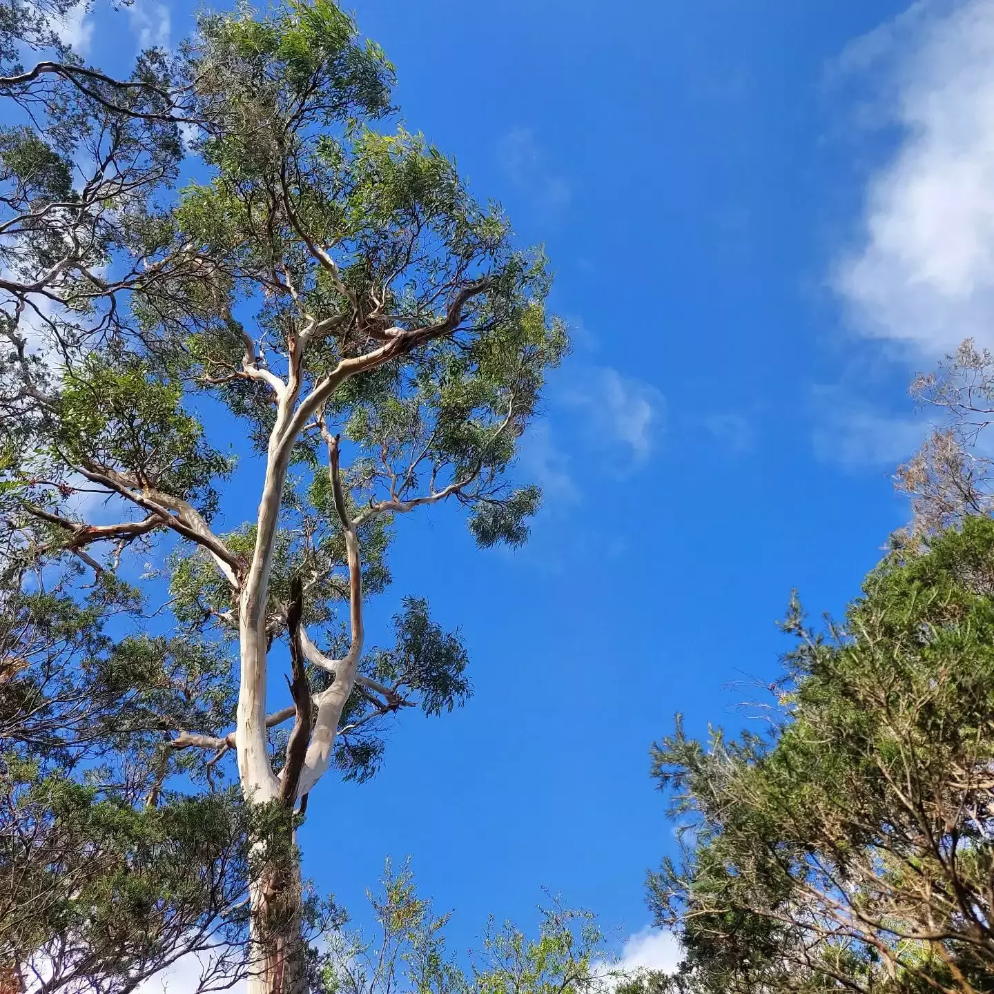 Auto-generated description: A tall tree with green foliage stands against a bright blue sky with scattered clouds.