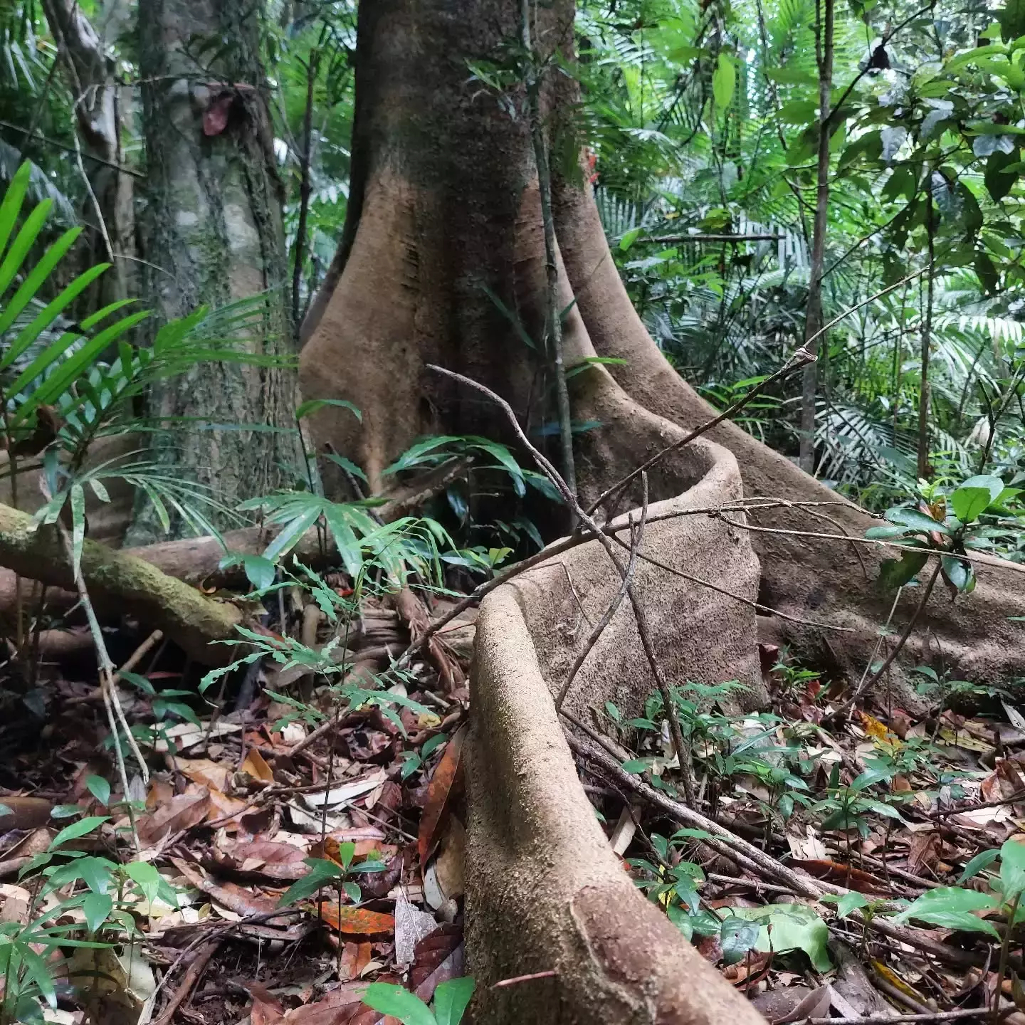 Auto-generated description: A large tree with extensive, thick roots spreads out across a lush, green forest floor.