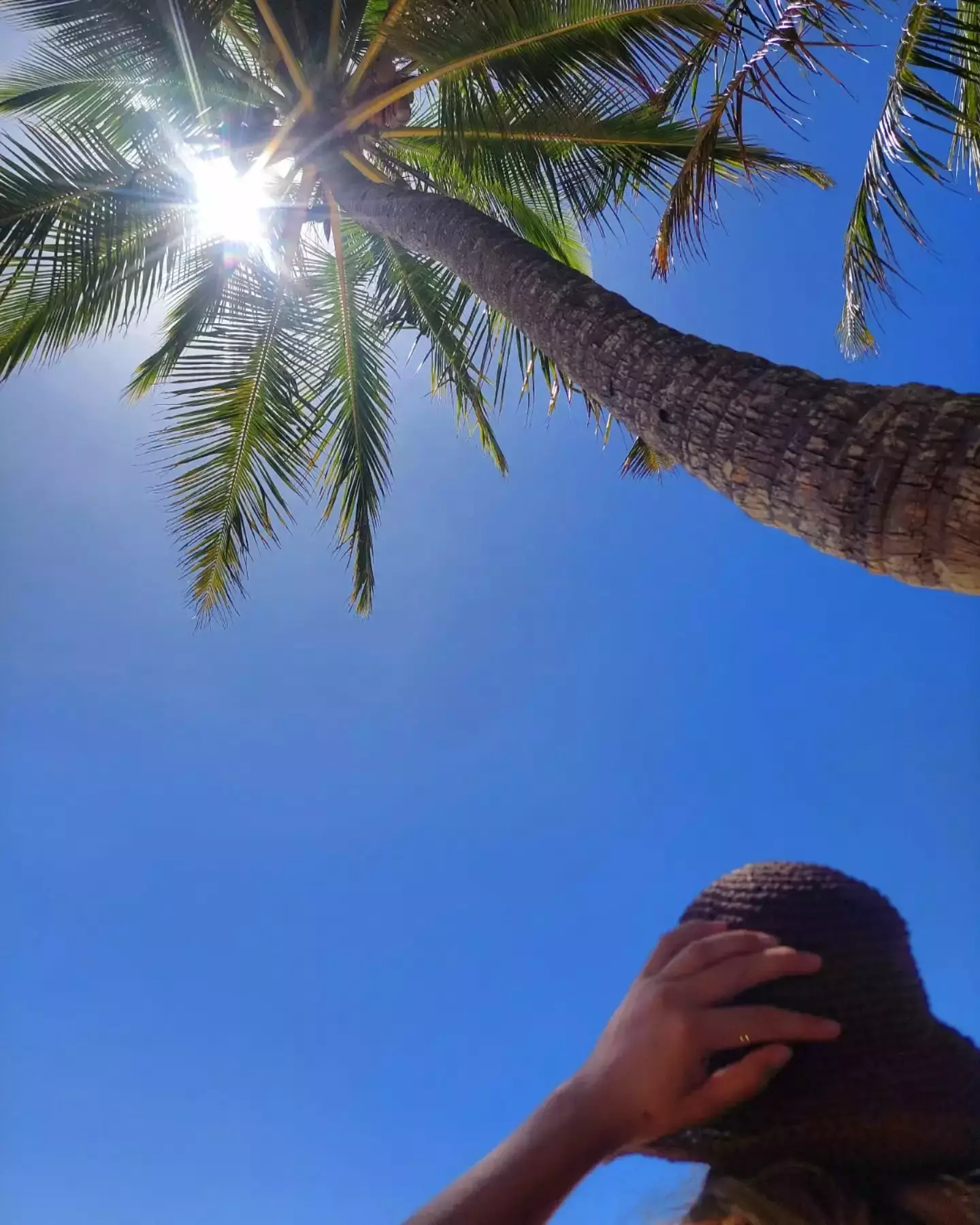 Auto-generated description: Looking up at a sunlit palm tree against a clear blue sky with a person holding a hat.
