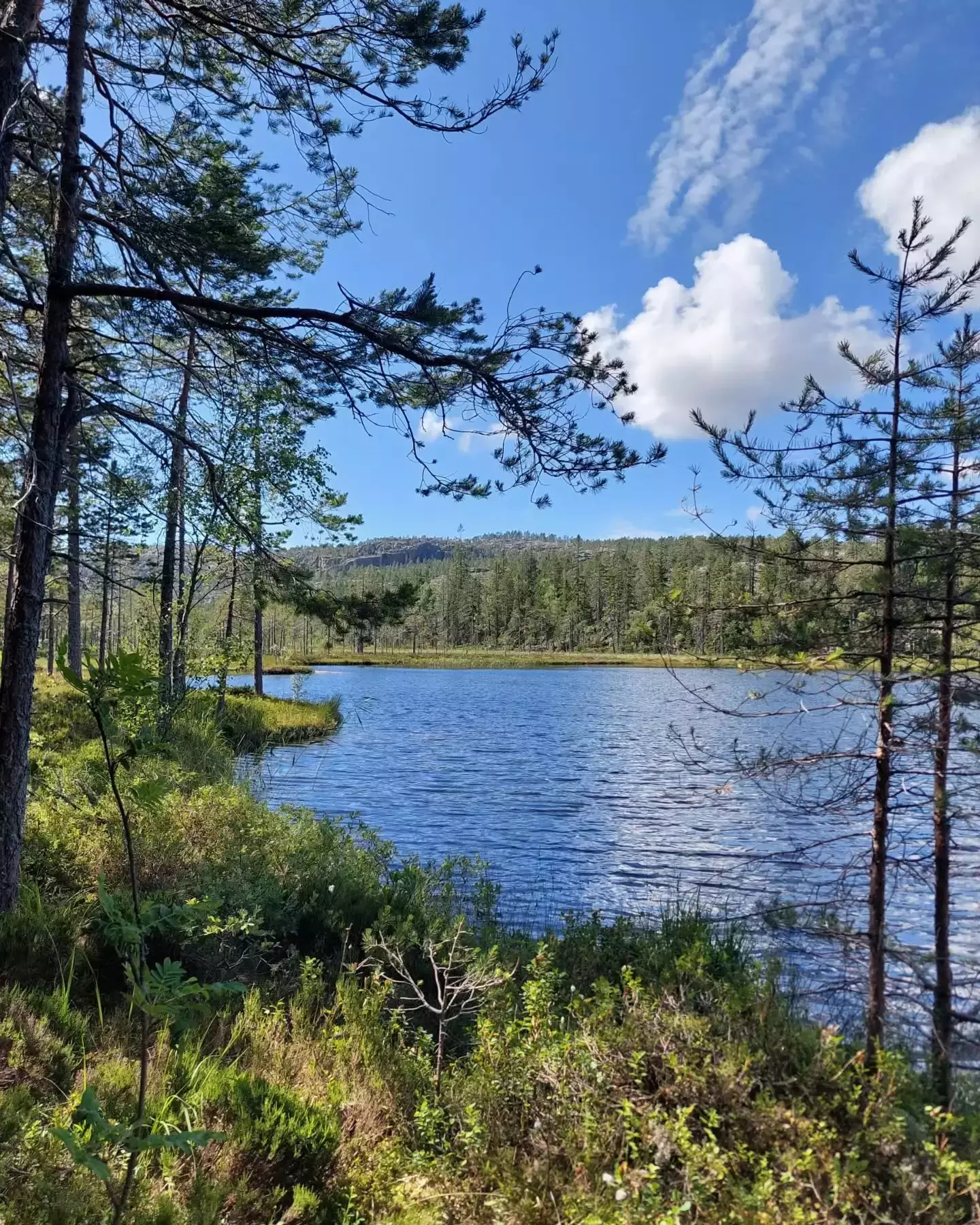 Auto-generated description: A tranquil lake is surrounded by lush greenery and tall trees under a clear blue sky with a few clouds.