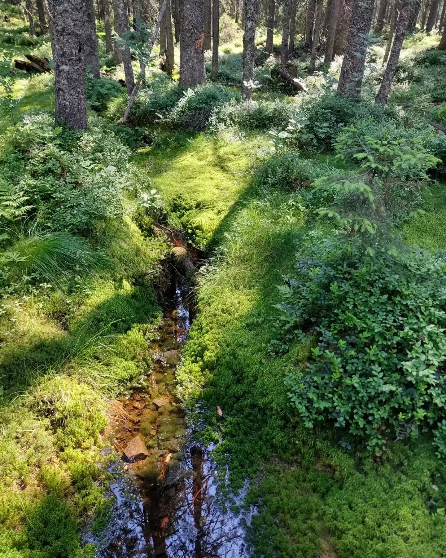Auto-generated description: A tranquil forest scene features a lush, moss-covered ground with a small stream winding through the trees.