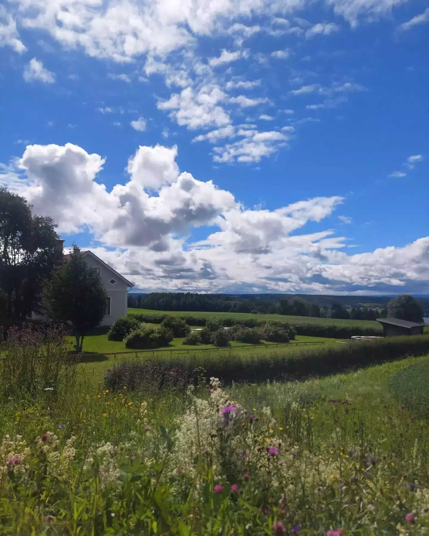 Auto-generated description: A serene countryside scene features a white house surrounded by lush green fields and wildflowers under a bright blue sky with scattered clouds.