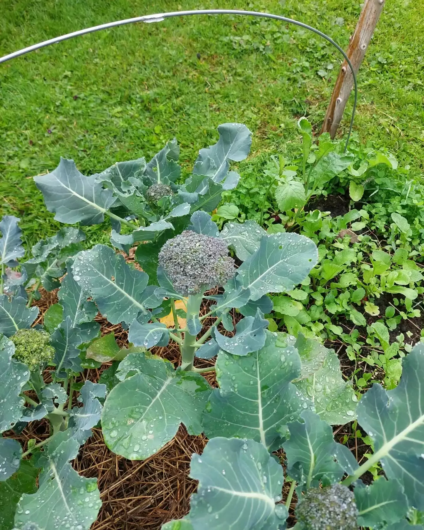 Auto-generated description: Broccoli plants with large green leaves and developing heads are growing in a garden, surrounded by a wire support on a bed of straw mulch.