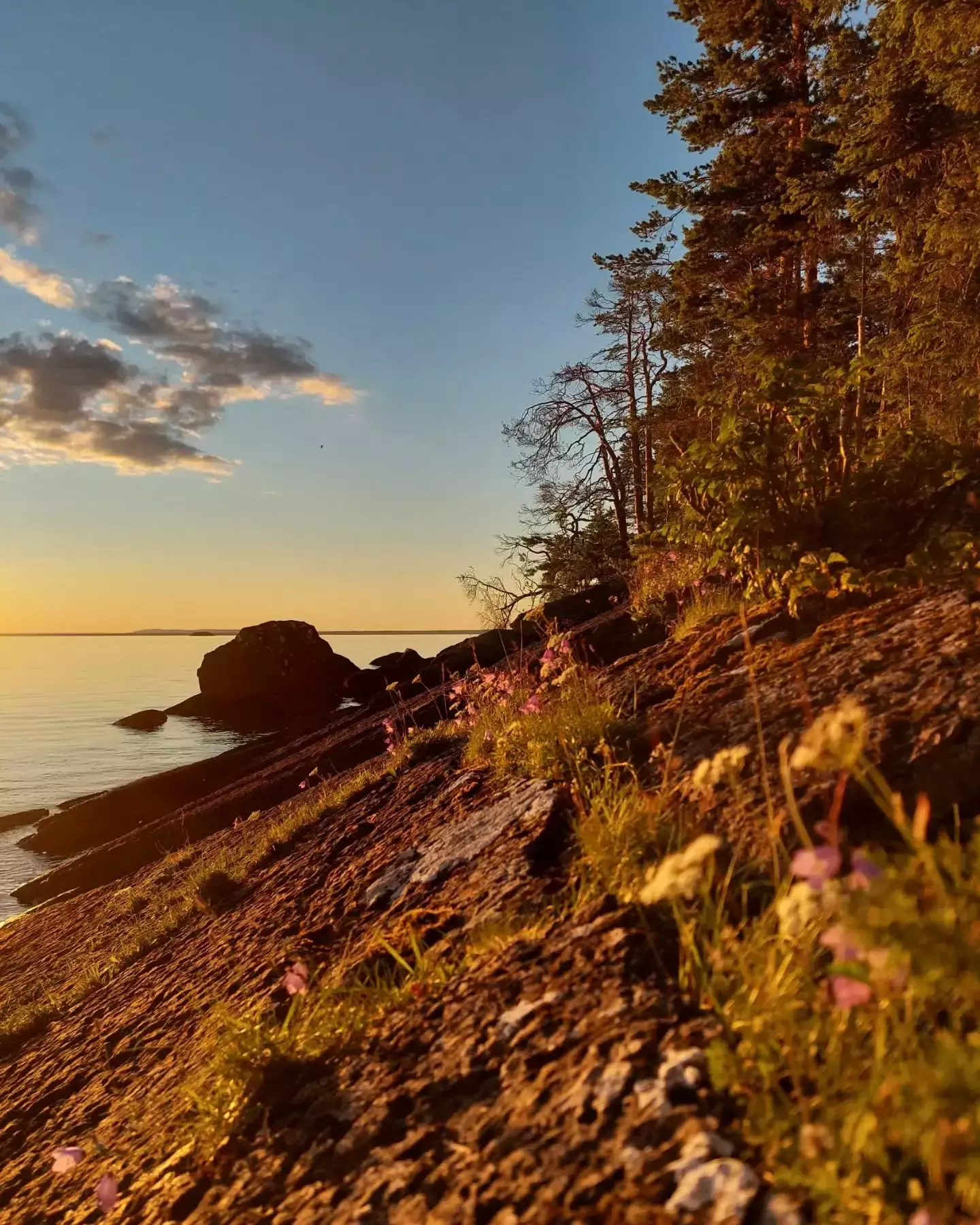 Auto-generated description: A rocky shoreline with wildflowers and trees is bathed in the warm glow of a sunset over calm waters.