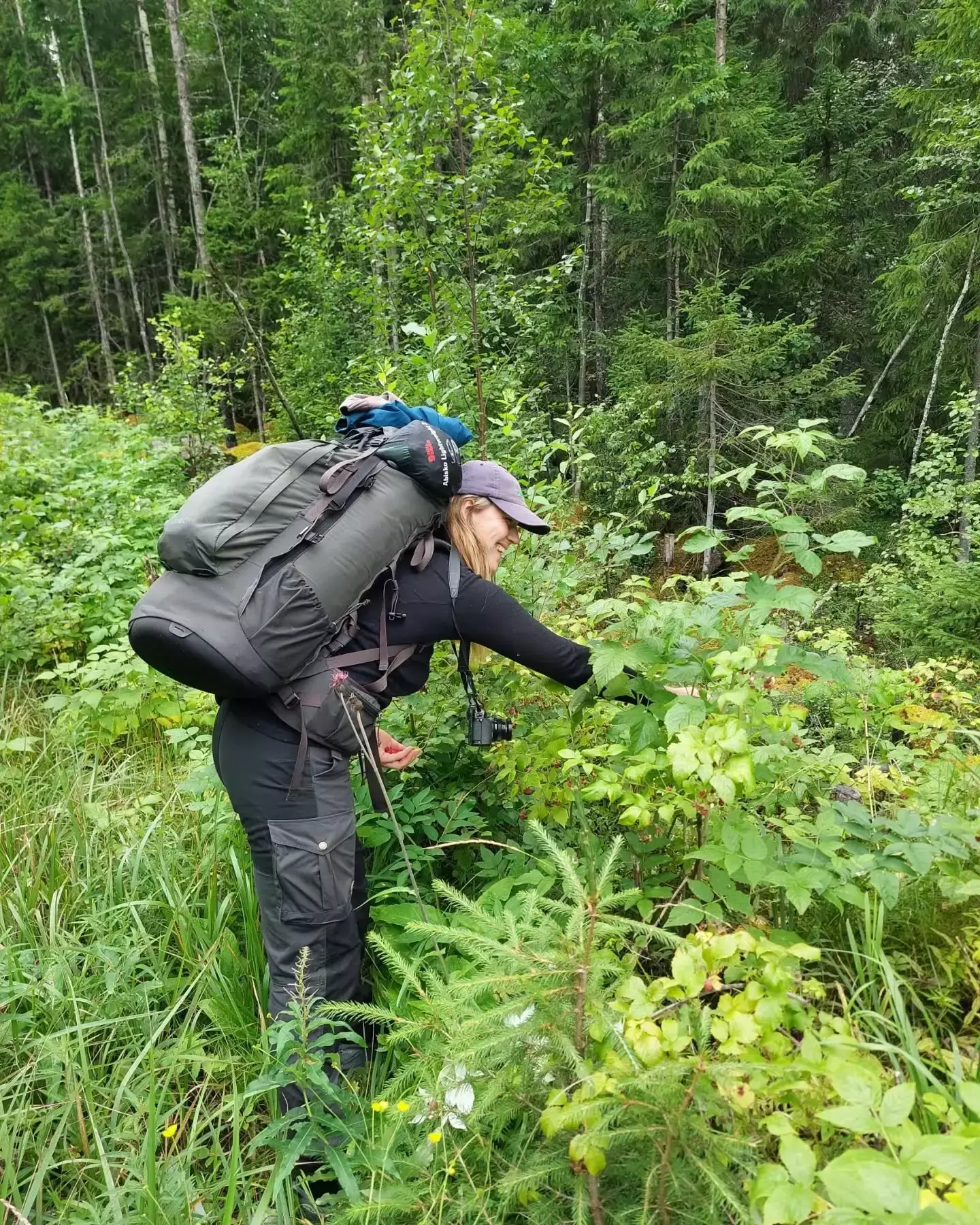 Auto-generated description: A person wearing hiking gear is picking berries in a lush forest setting.