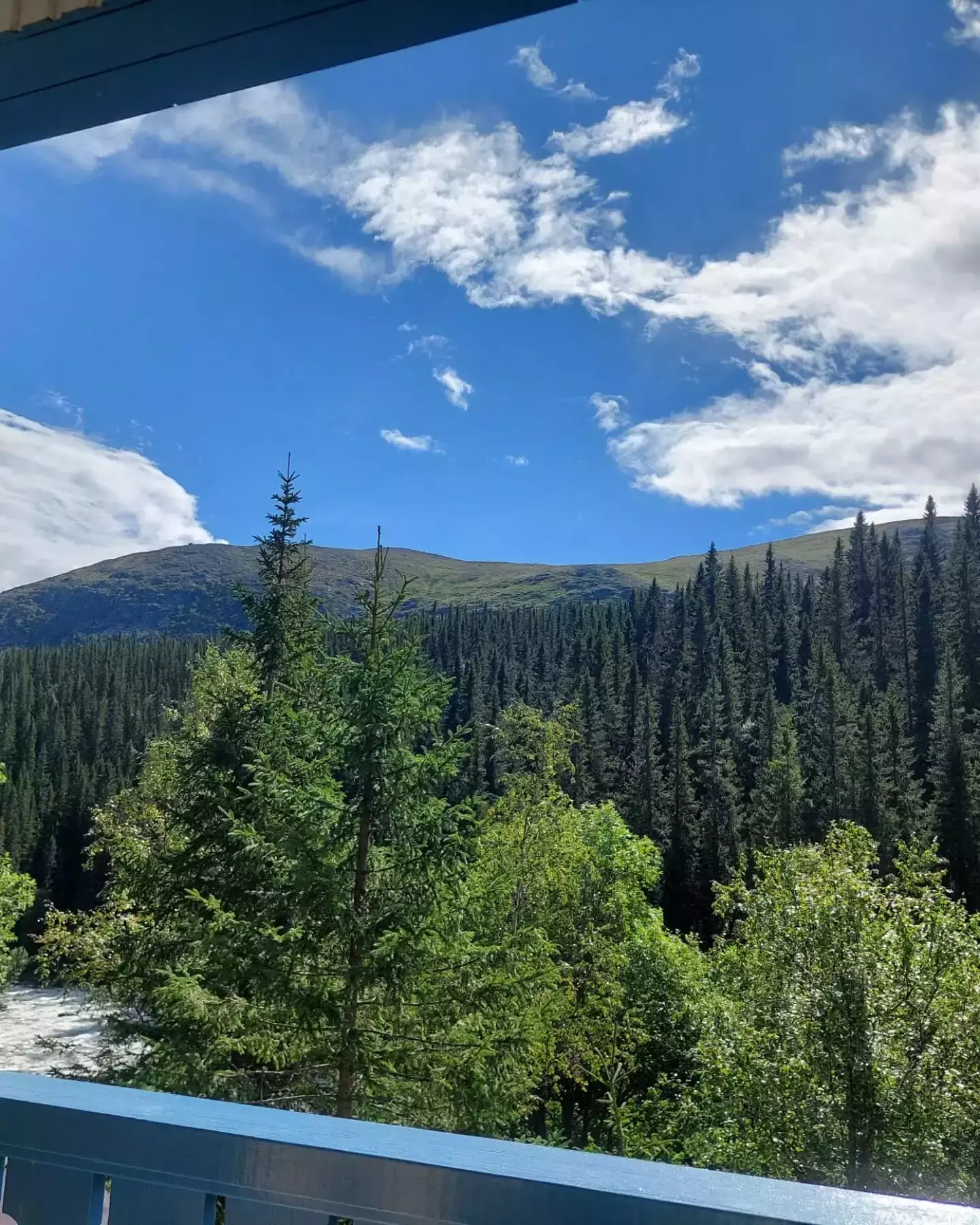Auto-generated description: A scenic view showcases lush green pine trees and rolling hills under a bright blue sky with scattered clouds.