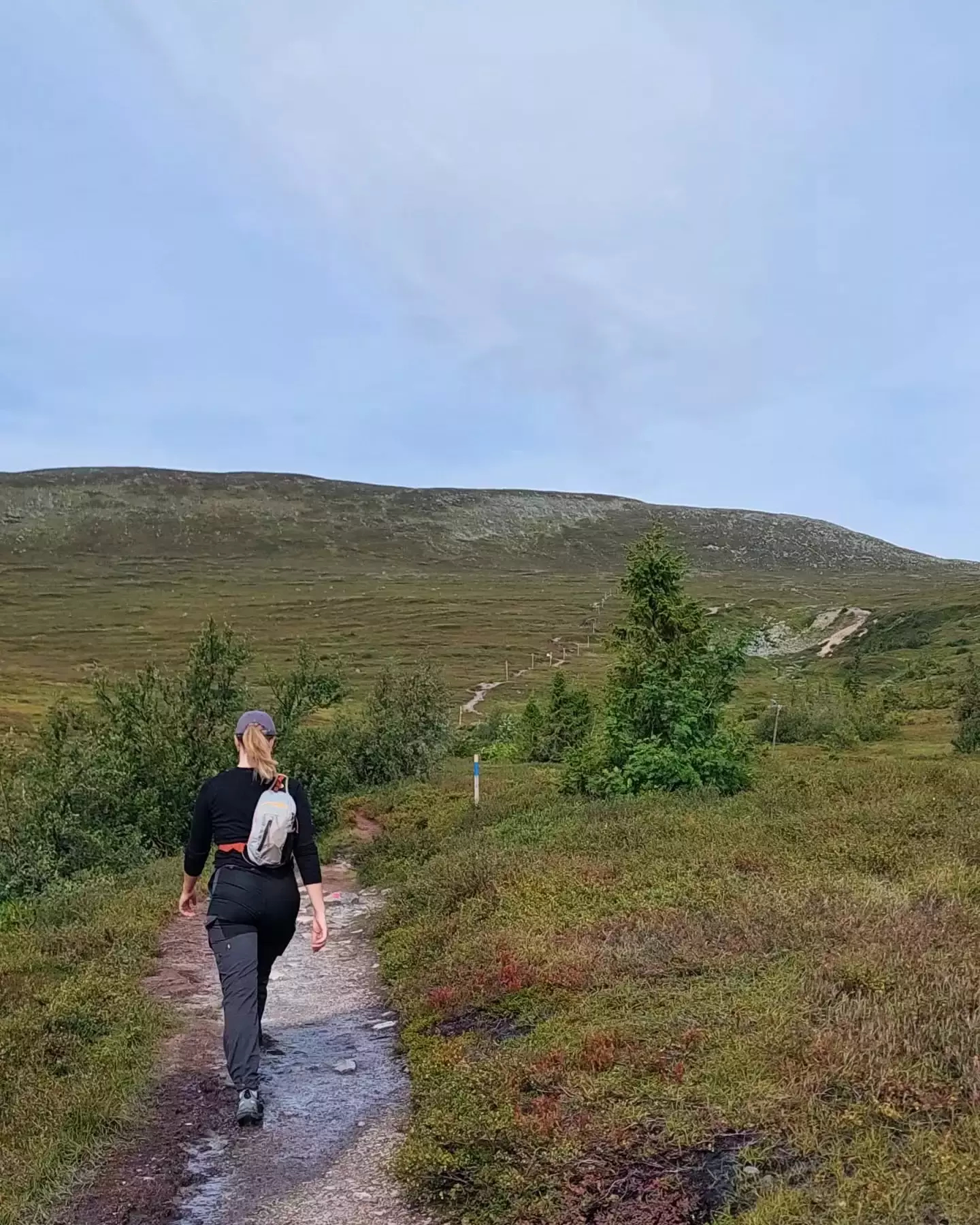 Auto-generated description: A person is walking on a path through a grassy landscape with rolling hills in the distance.