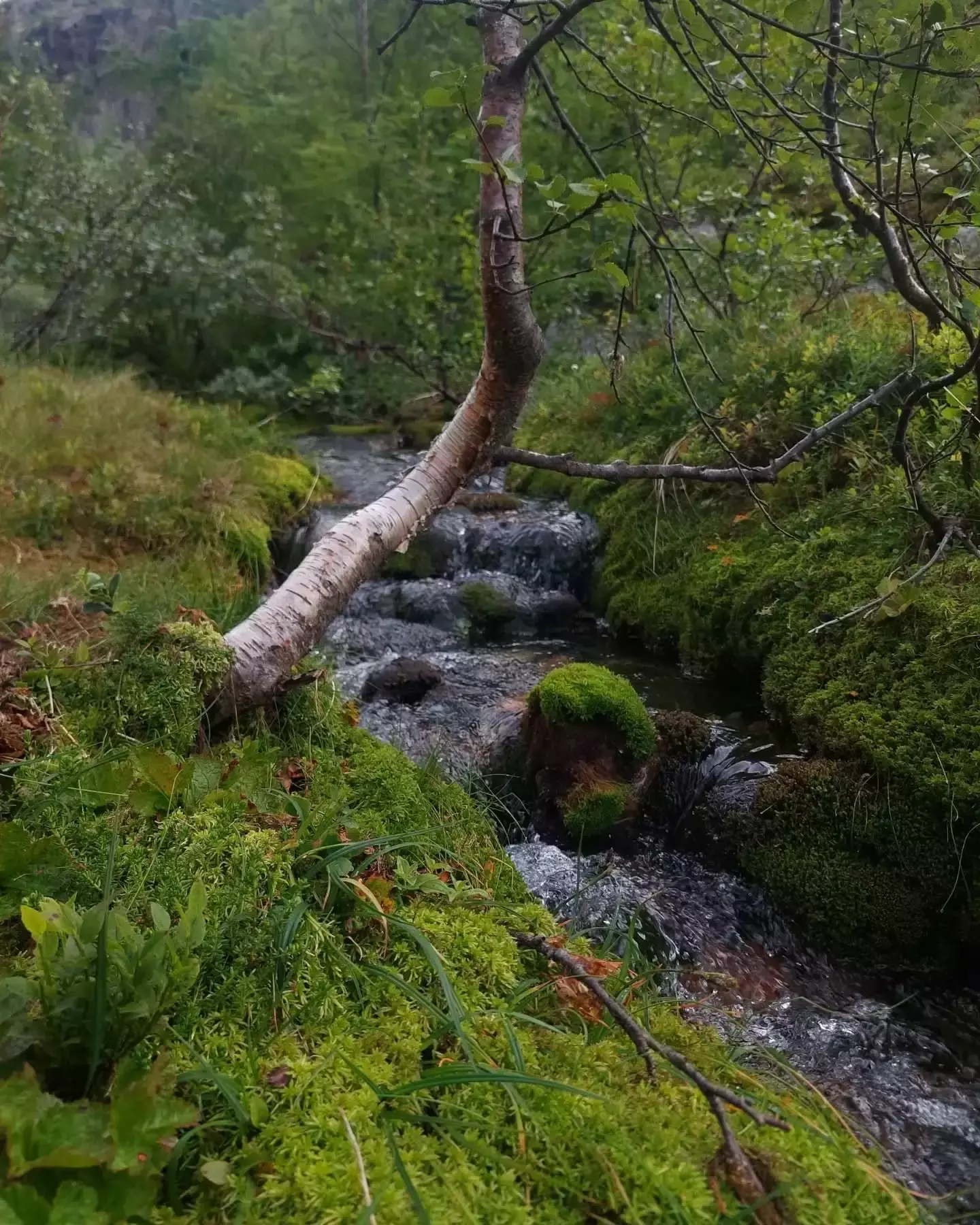 Auto-generated description: A serene woodland scene features a small stream flowing through lush greenery and moss-covered stones.