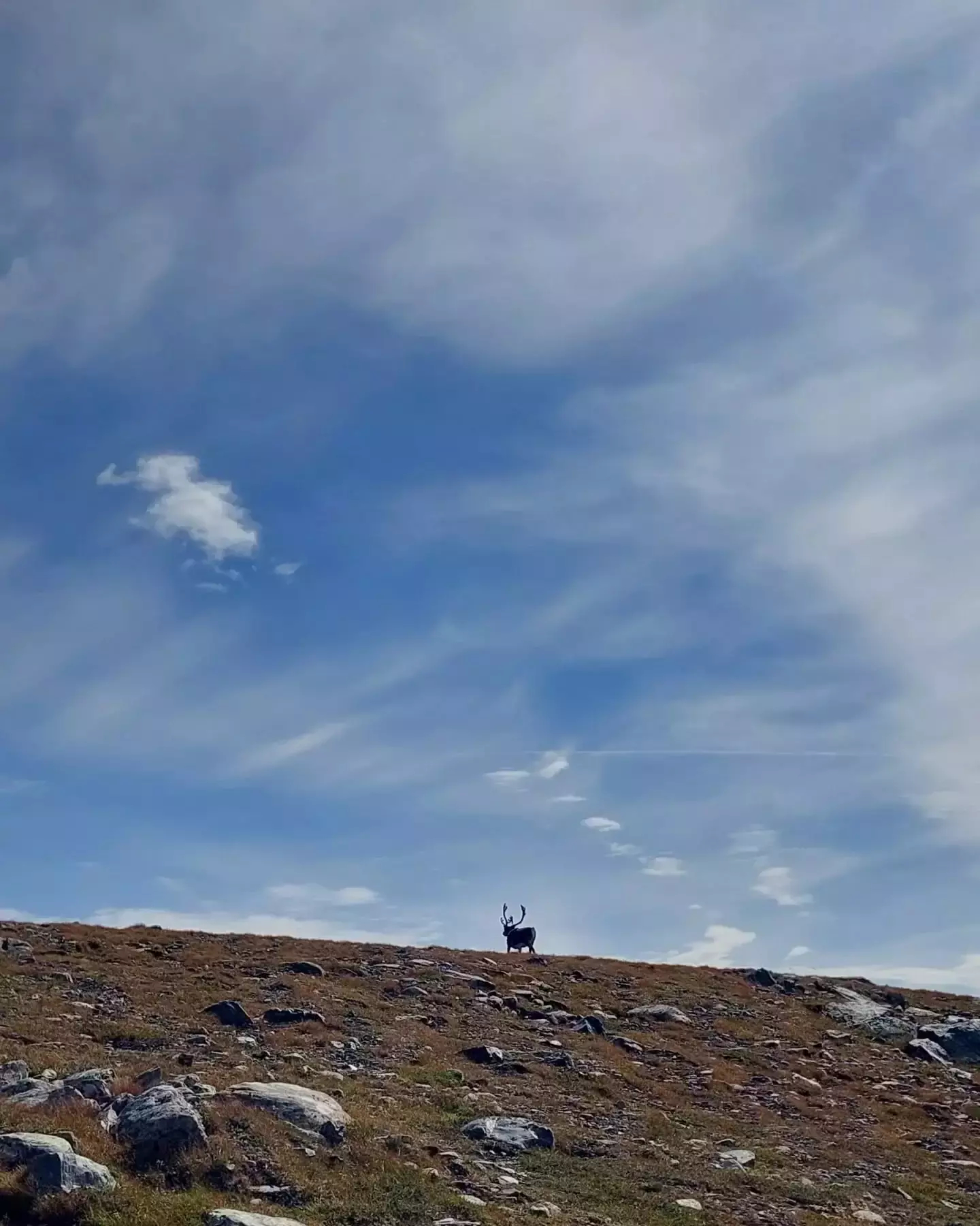 Auto-generated description: A deer stands on a grassy hill under a vast, cloudy sky.
