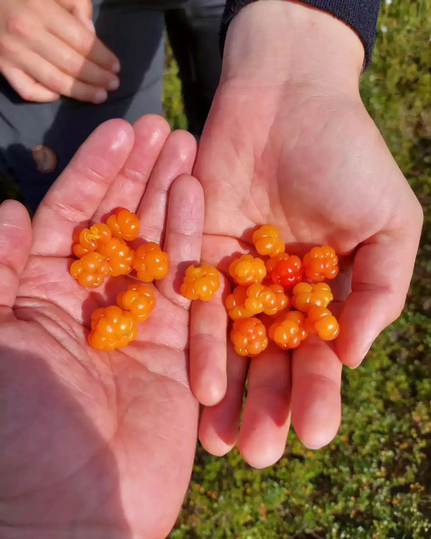 Auto-generated description: Two hands holding a collection of ripe, orange cloudberries over a grassy background.