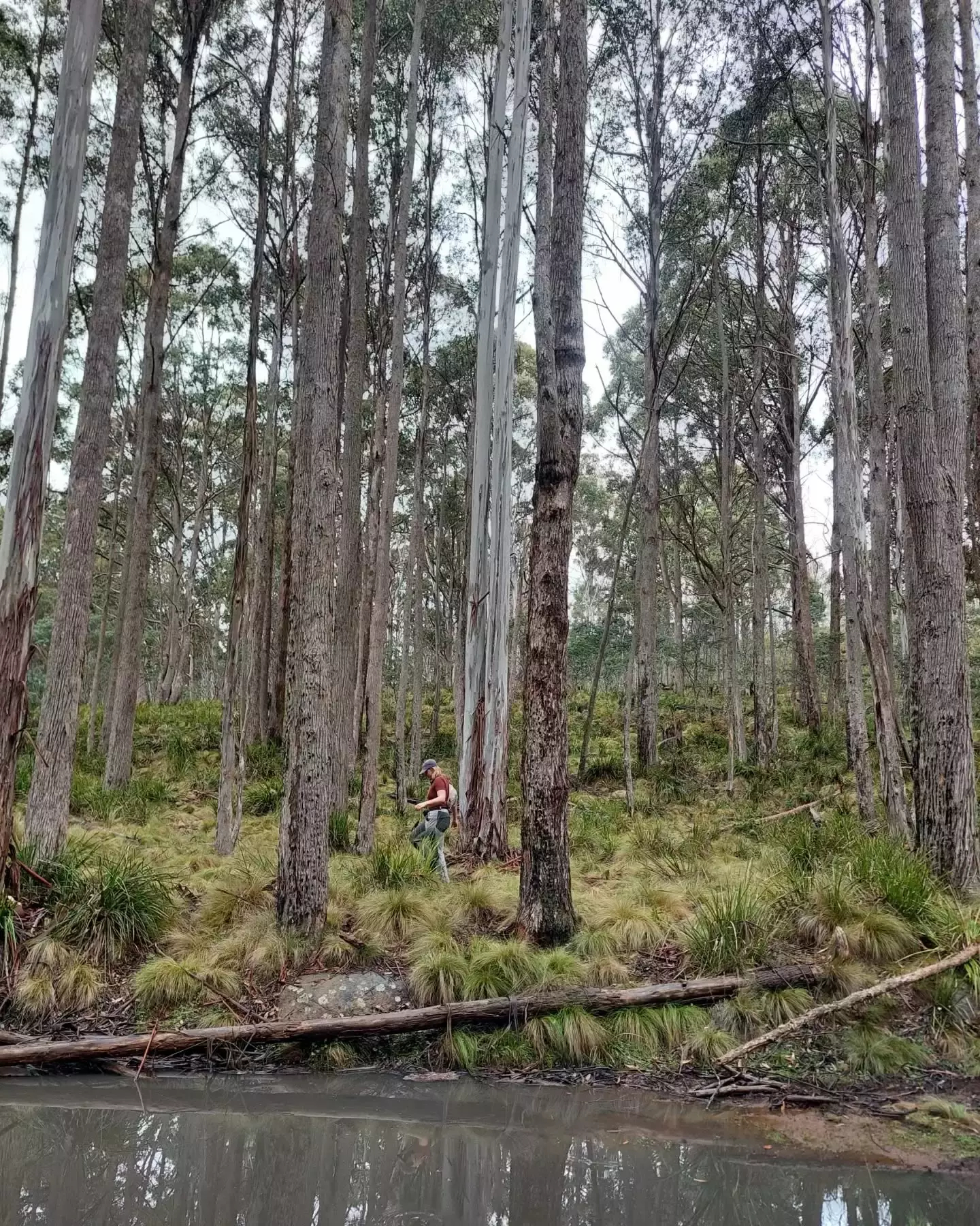 Auto-generated description: A person sits on a bench surrounded by tall trees in a forest near a calm body of water.