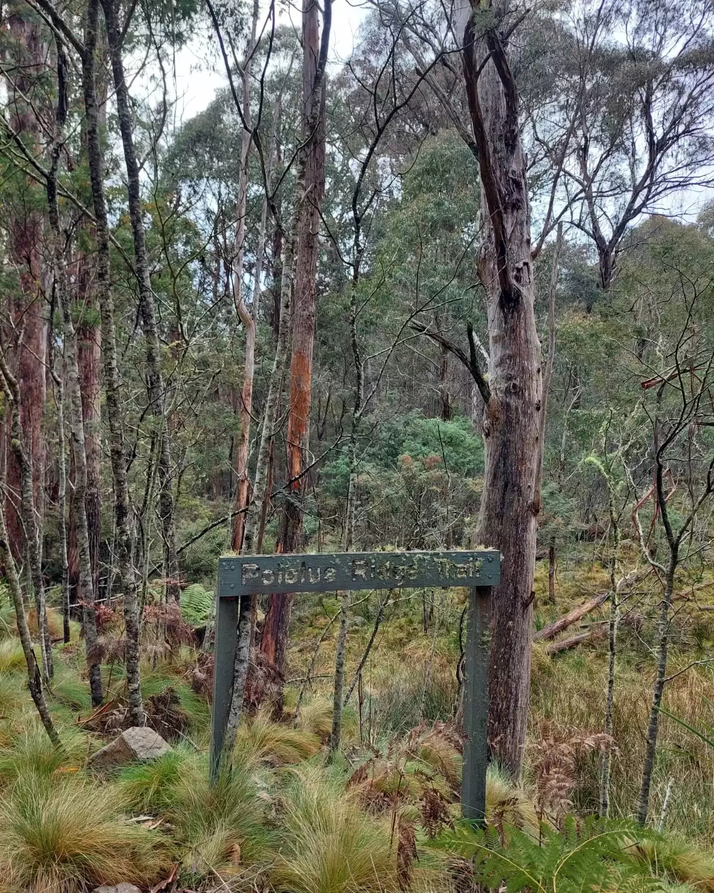 Auto-generated description: A wooden sign saying Pohlua Ridge Trail stands amidst a forest of tall trees and lush undergrowth.