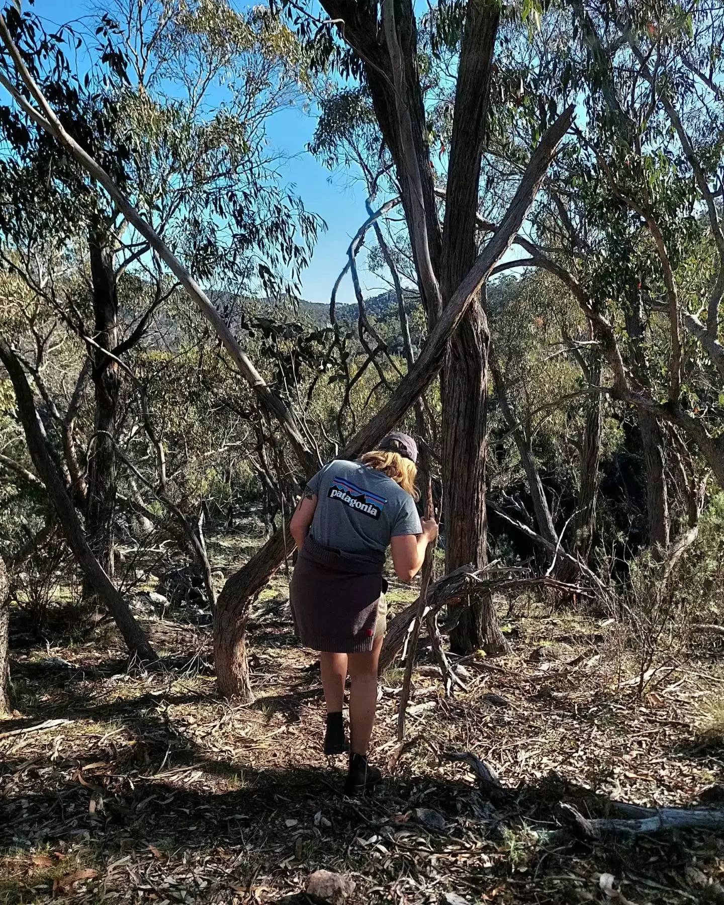 Auto-generated description: A person is hiking through a wooded area, surrounded by trees and bushland.