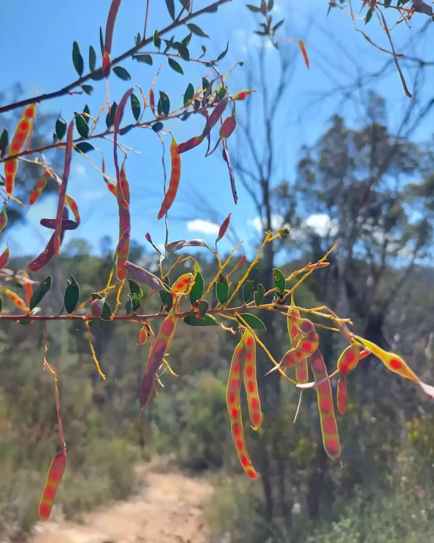 Auto-generated description: Colorful seed pods and green leaves hang from a branch against a backdrop of trees and a bright blue sky.