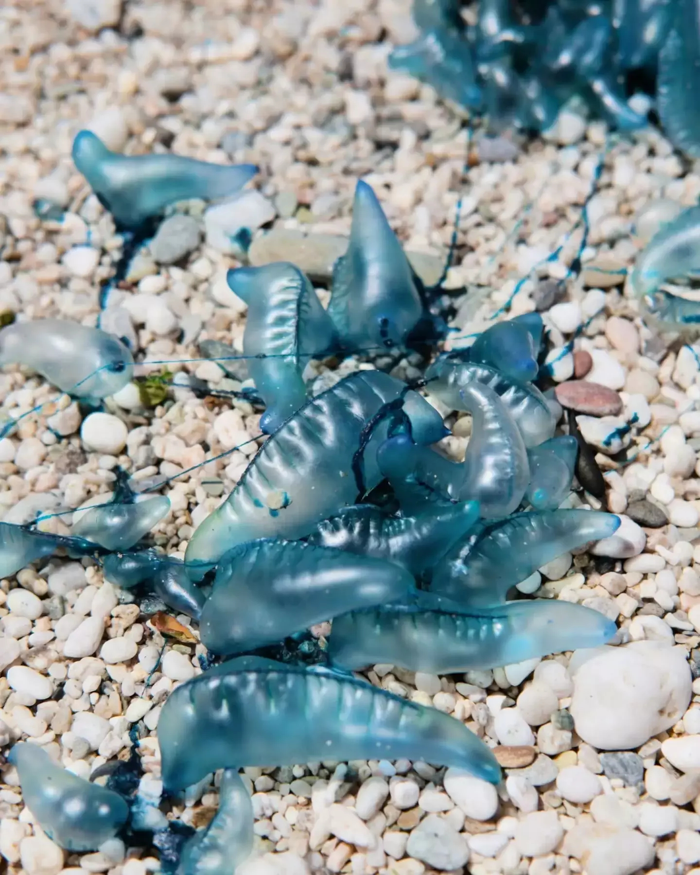 Auto-generated description: Translucent, blue-hued Portuguese man o' war are scattered across a pebbly beach.