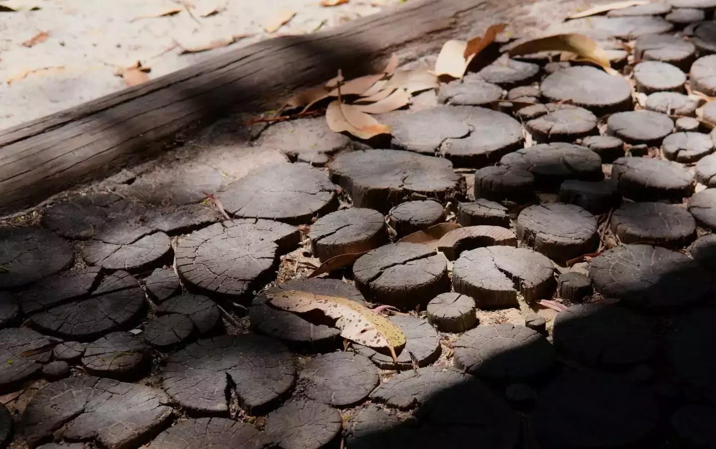 Auto-generated description: A pathway made of round wooden slices is partially covered with fallen leaves and casts shadows.