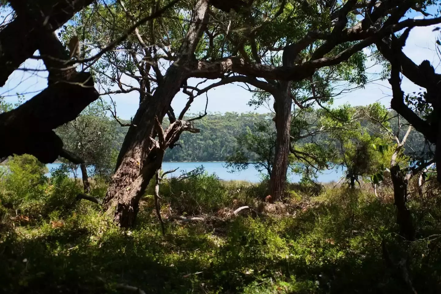 Auto-generated description: A serene forest scene with lush greenery is framed by twisted tree branches, revealing a glimpse of a calm lake in the background.