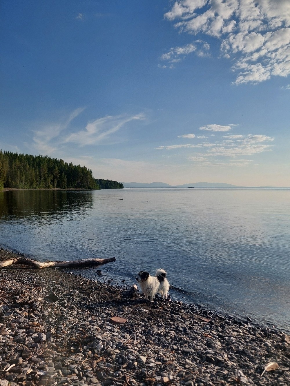 A small dog stands on a rocky lakeside shore under a vast blue sky with scattered clouds.